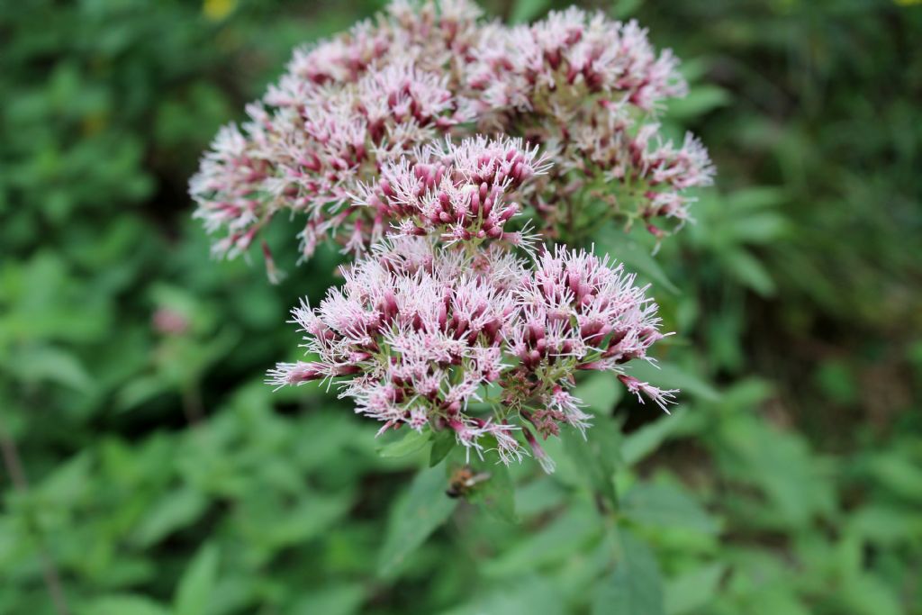 Eupatorium cannabinum